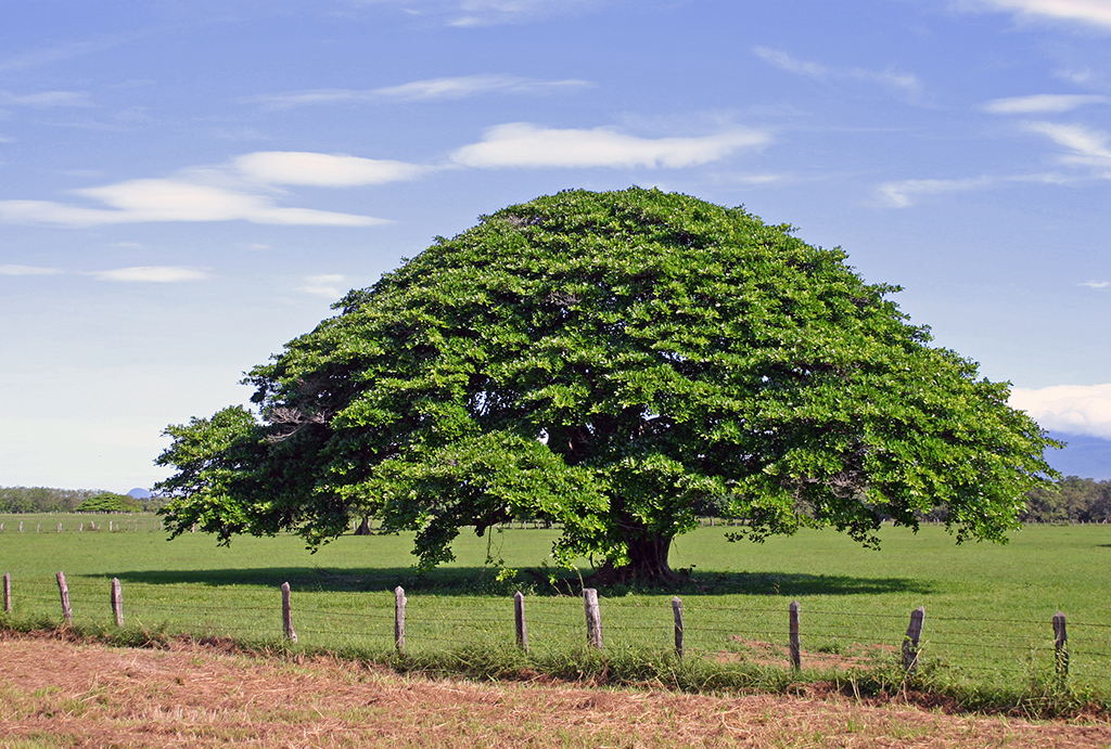 ¿Busca propiedades en Guanacaste? Comprar propiedades Guanacaste