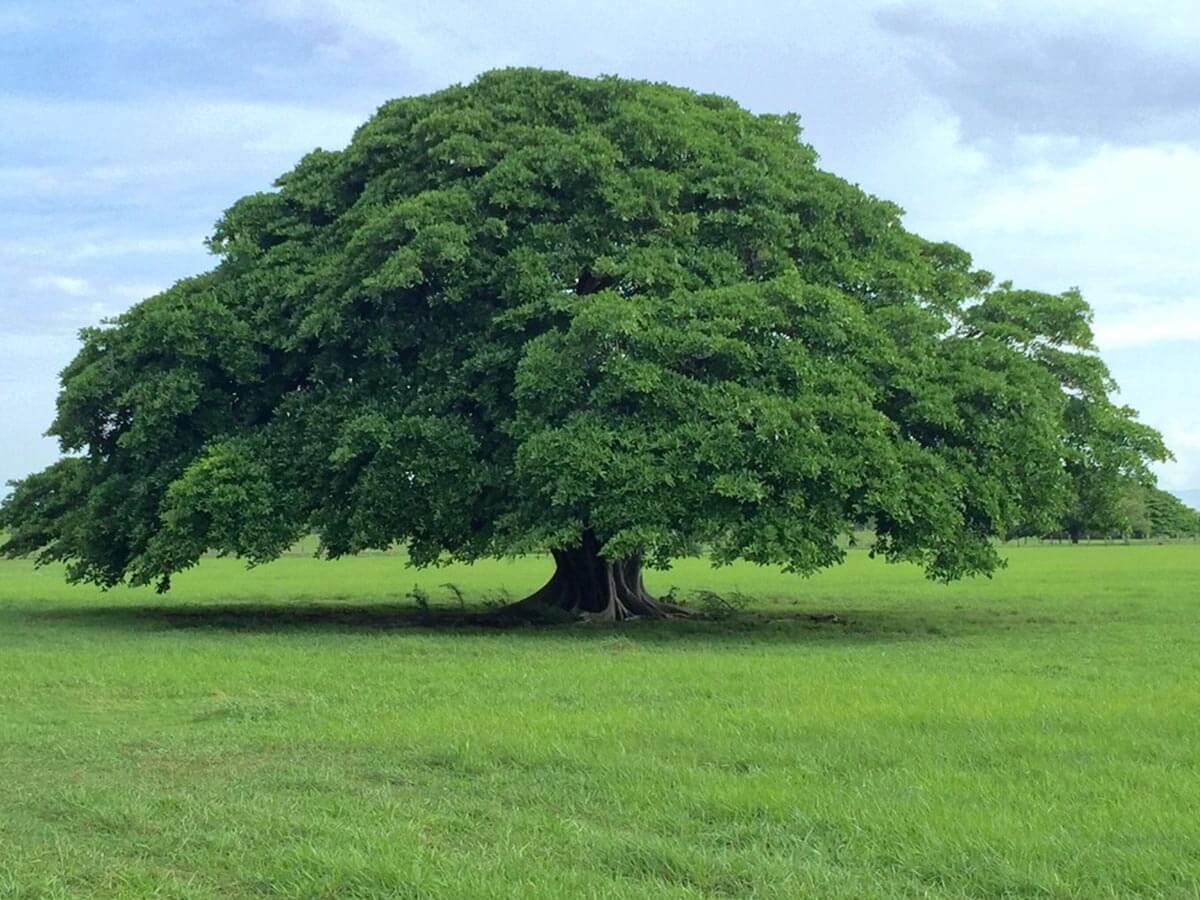 Venta de propiedades y lotes en Guanacaste