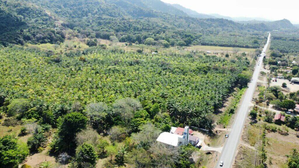 plantain development farm