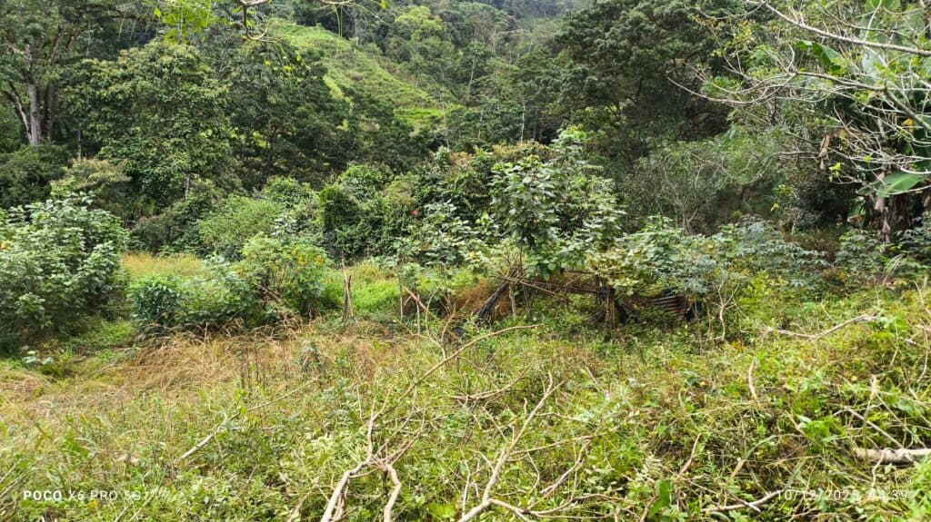 Foto 2 de Tuis, Turrialba, Cartago