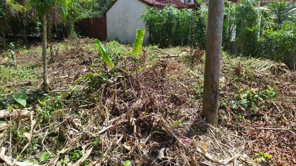 Foto 5 de Guapiles, Pococí, Limón